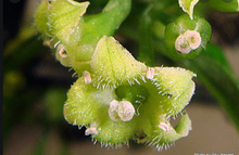 Load image into Gallery viewer, Hangehange Tincture 1:5 100ml