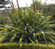 Load image into Gallery viewer, Harakeke Root Tincture 1:5 100ml