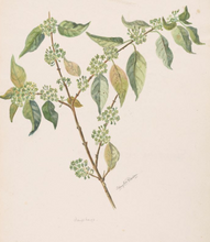 Load image into Gallery viewer, Hangehange Tincture 1:5 100ml