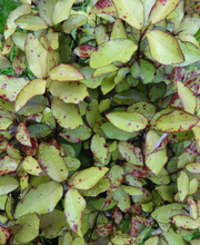 Load image into Gallery viewer, Horopito Tincture 1:5 500ml