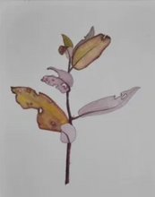 Load image into Gallery viewer, Horopito Tincture 1:5 500ml