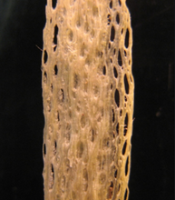 Load image into Gallery viewer, Houhere Tincture 1:5 100ml