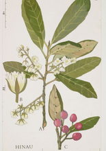 Load image into Gallery viewer, Hinau Tincture 1:5 100ml