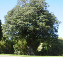 Load image into Gallery viewer, Hinau Tincture 1:5 100ml