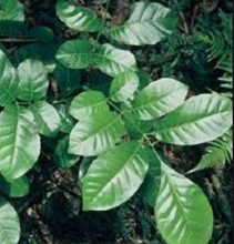 Load image into Gallery viewer, Kohekohe Tincture 1:5 100ml