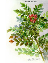 Load image into Gallery viewer, Tanekaha and Golden Seal Cream 100g