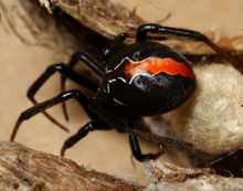 Load image into Gallery viewer, Spider Bite Formula 25ml