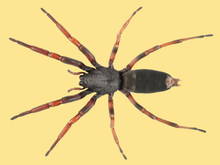 Load image into Gallery viewer, White-tailed Spider
