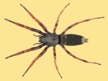 Load image into Gallery viewer, White-tailed Spider