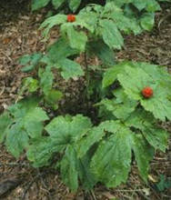 Load image into Gallery viewer, Tanekaha and Golden Seal Cream 100g