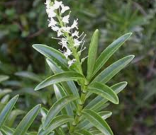 Load image into Gallery viewer, Koromiko Tincture 1:5 100ml