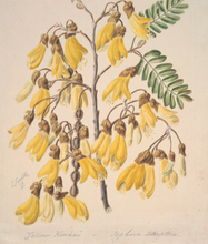 Load image into Gallery viewer, Kowhai Tincture 1:5 100ml
