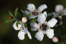 Load image into Gallery viewer, Manuka Tincture 1:5 100m