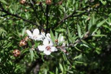 Load image into Gallery viewer, Manuka Tincture 1:5 100m