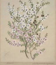 Load image into Gallery viewer, Manuka Tincture 1:5 100m