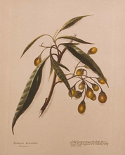 Load image into Gallery viewer, Poroporo Tincture 1:5 100ml