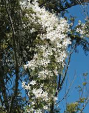 Load image into Gallery viewer, Puawananga Tincture 1:5 100ml