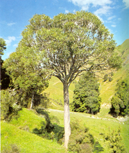 Load image into Gallery viewer, Horoeka Tincture 1:5 100ml