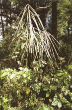 Load image into Gallery viewer, Horoeka Tincture 1:5 100ml