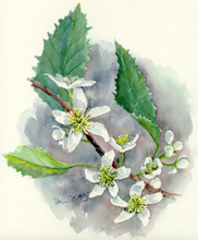 Load image into Gallery viewer, Houhere Tincture 1:5 100ml