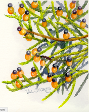 Load image into Gallery viewer, Kahikatea Tincture 1:5 100ml