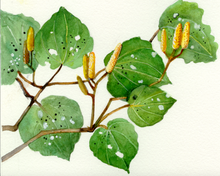 Load image into Gallery viewer, Kawakawa Cream 50g