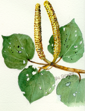 Load image into Gallery viewer, Kawakawa Cream 50g