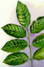 Load image into Gallery viewer, Kohekohe Tincture 1:5 100ml