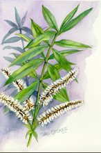 Load image into Gallery viewer, Koromiko Tincture 1:5 100ml