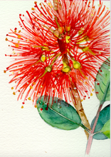 Load image into Gallery viewer, Pohutukawa Tincture 1:5 100ml