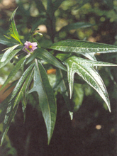 Load image into Gallery viewer, Poroporo Tincture 1:5 100ml