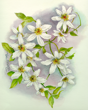 Load image into Gallery viewer, Puawananga Tincture 1:5 100ml