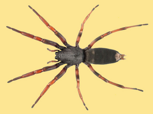 White-tailed Spider
