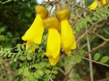 Load image into Gallery viewer, Kowhai Tincture 1:5 100ml

