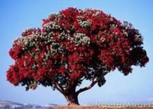 Load image into Gallery viewer, Pohutukawa  Tincture 1:5 100ml
