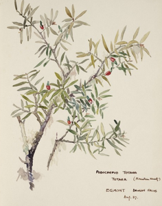 [Holdsworth, Alice Mabel], 1878-1963 :Podocarpus totara (Mountain variety). Egmont, Dawson Falls, Aug [19]37.. Ref: E-252-q-004. Alexander Turnbull Library, Wellington, New Zealand. /records/22890609